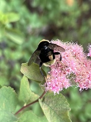 Eristalinae