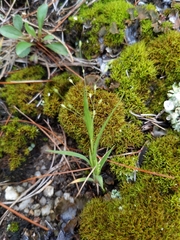 Panicum philadelphicum