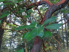 Arbutus menziesii
