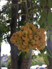Sorbus