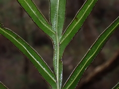 Pteris umbrosa