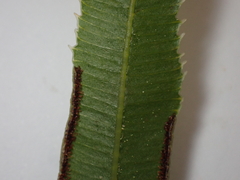 Pteris umbrosa