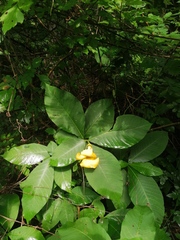 Tabernaemontana glabra