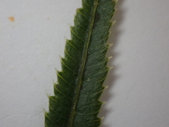 Pteris umbrosa