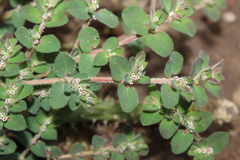 Euphorbia velleriflora