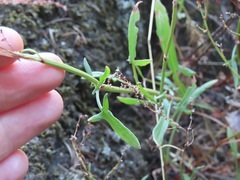 Rumex acetosella