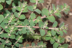 Euphorbia velleriflora