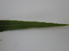 Pteris umbrosa