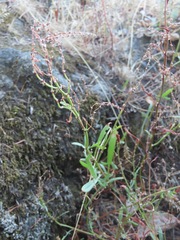 Rumex acetosella