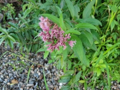 Eutrochium maculatum