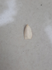 Lepidoptera