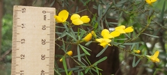 Pultenaea flexilis