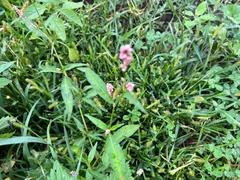 Persicaria maculosa