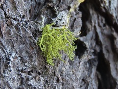 Letharia vulpina