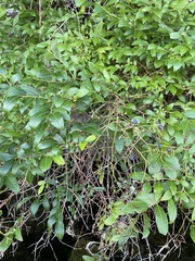 Vaccinium corymbosum