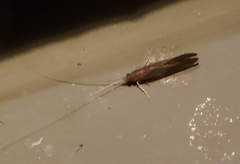 Oecetis
