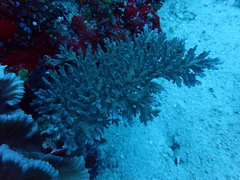 Acropora