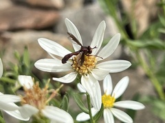 Physocephala burgessi