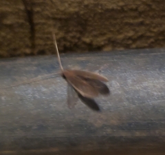 Oecetis
