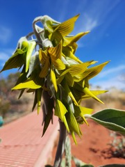 Crotalaria cunninghamii