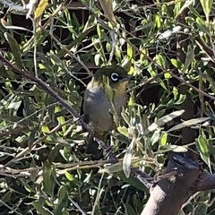 Zosterops lateralis