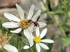Physocephala burgessi