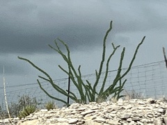 Fouquieria splendens