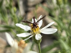 Physocephala burgessi