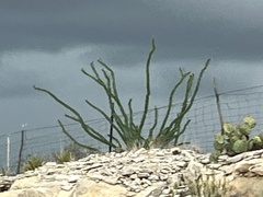 Fouquieria splendens