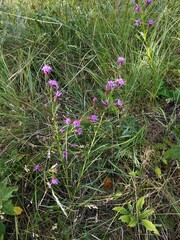 Liatris cylindracea