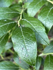 Vaccinium corymbosum