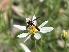 Physocephala burgessi