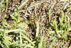 Vespula pensylvanica