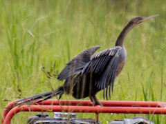 Anhinga anhinga