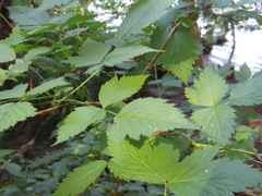 Rubus spectabilis