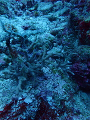 Anacropora