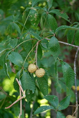 Aesculus glabra