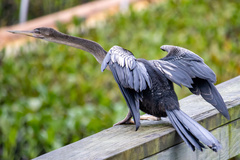 Anhinga anhinga