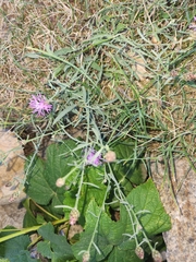 Centaurea stoebe australis