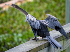 Anhinga anhinga