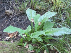 Lysichiton americanus