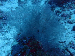 Melithaea
