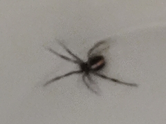 Latrodectus