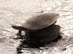 Phrynops williamsi