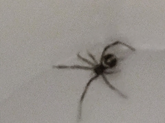 Latrodectus