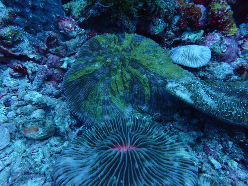 Sandalolitha dentata observed 2022-08-15