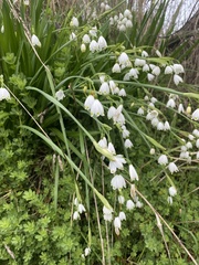 Leucojum aestivum