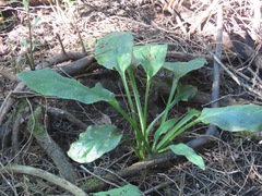 Lysichiton americanus