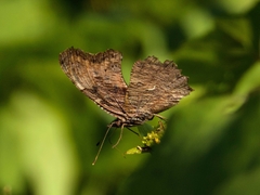 Polygonia progne