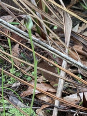 Pterostylis pedunculata